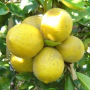 'Meyeri' is an evergreen shrub with fragrant white flowers and rounded orange-yellow lemons in summer and autumn. These lemons have juicy flesh which is less acidic and much sweeter than common lemons. Citrus x meyeri 'Meyer' added by Shoot)