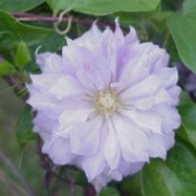 'Belle of Woking' is a climber with large pale-blue fading white flowers in summer. Clematis 'Belle of Woking' added by Shoot)