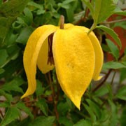 'Bill MacKenzie' is a large, vigorous, deciduous climber with finely-cut, green leaves.  In summer and autumn it bears bright-yellow flowers with red anthers.  In winter it has attractive silky seed-heads. Clematis 'Bill MacKenzie' added by Shoot)
