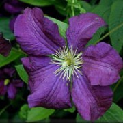 'Etoile Violette' is a large, deciduous climber with green leaves.  In summer and autumn it bears deep-purple flowers with cream stamens. Clematis 'Etoile Violette' added by Shoot)