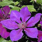 'Jackmanii' is a medium deciduous climber, with large  velvety violet-purple flowers and pale brown stamens in late summer. Clematis 'Jackmanii' added by Shoot)