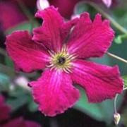 'Kermesina' is a deciduous climber with pinnate, green leaves.  In summer and autumn it bears single, dark-crimson flowers with dark-purple stamens. Clematis 'Kermesina' added by Shoot)