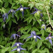 'Pamela Jackman' is a medium-sized climber with narrow, serrate leaflets, and violet blue and cream nodding flowers in early summer. Clematis alpina 'Pamela Jackman'    added by Shoot)