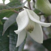 'Winter Beauty' is an evergreen climber bearing small, creamy-white bell shaped flowers with a wax-like appearance, borne singly from the leaf axils in late winter to early spring. Clematis anshunensis 'Winter Beauty' added by Shoot)