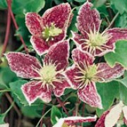 'Freckles' is a large, evergreen climber with neat, finely-cut, mid-green leaves tinged bronze in winter.  In late winter and early spring it bears pale-yellow flowers heavily speckled with maroon inside.  It has attractive silky seed-heads in winter. Clematis cirrhosa 'Freckles' added by Shoot)