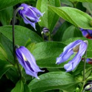 'Blue Boy' is a perennial climber with small, nodding violet-blue, bell-shaped flowers in summer. Clematis Integrifolia Group 'Blue Boy' added by Shoot)
