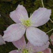 'Fragrant Spring' is a climber with dark-green divided leaves, tinged purple when young, and masses of fragrant, single, deep pink flowers in late spring. Clematis montana 'Fragrant Spring' added by Shoot)