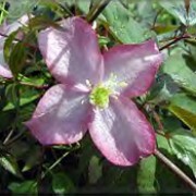 'Freda'  is a climber with dark-green divided leaves, tinged purple when young, and masses of fragrant, single, deep pink flowers in late spring. Clematis montana 'Freda' added by Shoot)