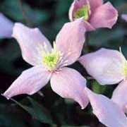 'Elizabeth' is a fast-growing, large climber with lightly fragrant, large, pale-pink flowers in early summer. Clematis montana var. rubens 'Elizabeth' added by Shoot)