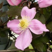 'Tetrarose' is a fast-growing climber with bronze-tinged leaves and mauve-pink flowers in summer. Clematis montana var. rubens 'Tetrarose' added by Shoot)