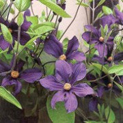 Clematis x durandii added by Shoot)