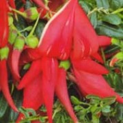 Clianthus puniceus added by Shoot)