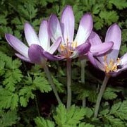 Colchicum autumnale added by Shoot)