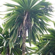 Cordyline australis added by Shoot)