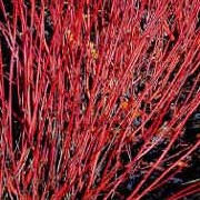 'Sibirica' is a medium deciduous shrub producing a dense thicket of slender red stems, turning an even brighter crimson during the winter.  It also forms ovate leaves which turn dark red in autumn; small, flat, cream flowerheads; and bluish-white berries. Cornus alba 'Sibirica' added by Shoot)