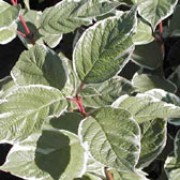 'Sibirica Variegata' is a medium deciduous shrub producing a dense thicket of slender red stems, turning an even brighter crimson during the winter. It also forms variegated foliage which turn red in autumn; small, flat, cream flowerheads; and bluish-white berries. Cornus alba 'Sibirica Variegata' added by Shoot)