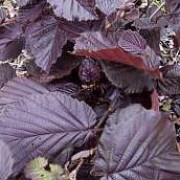 'Purpurea' is a large deciduous shrub with purple leaves.  It bear pale-yellow catkins on leafless twigs in late winter and edible (hazel) nuts in autumn. 

 Corylus maxima 'Purpurea' added by Shoot)