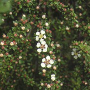 Cotoneaster microphyllus added by Shoot)