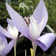 C. banaticus has lilac to light purple flowers produced before the leaves. Crocus banaticus added by Shoot)