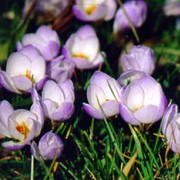 'Blue Pearl' has fragrant, light lavender-blue flowers, white within and a yellow throat. Crocus chrysanthus 'Blue Pearl' added by Shoot)