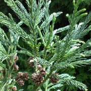 Cryptomeria japonica added by Shoot)