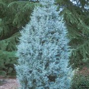 30 cupressus Arizonica var Glabra semi seeds Cypress Baum Ornamental 