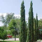 'Stricta Group' are narrowly columnar, evergreen conifers with dense, dark-green scaly foliage on erect branches. Cupressus sempervirens 'Stricta Group' added by Shoot)