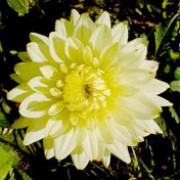'Lemon Elegans' is a small-flowered, semi-cactus dahlia with an erect habit.  Its divided foliage is dark-green.  In summer and autumn it bears fully-double, pale-yellow flowers. Dahlia 'Lemon Elegans' added by Shoot)