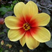 'Moonfire' is an herbaceous perennial, with dark-red foliage and single,pale yellow blooms, blushed with red at their centre in early summer. Dahlia 'Moonfire' added by Shoot)