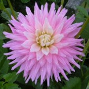 'Pink Pastelle' is a medium-flowered, semi-cactus dahlia with an erect habit.  Its divided leaves are dark-green.  In summer and autumn it bears fully-double, pink flowers with white inner florets and a yellow centre.
 Dahlia 'Pink Pastelle' added by Shoot)