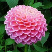 'Wooton Cupid' is a miniature-flowered, ball dahlia with an erect habit.  Its divided foliage is dark-green.  In summer and autumn it bears fully-double, pink flowers tinged lemon-yellow at the centre. Dahlia 'Wootton Cupid' added by Shoot)