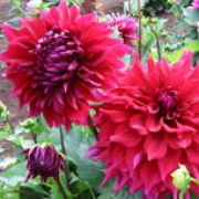 'Zorro' is a giant-flowered, decorative dahlia with an erect habit.  Its divided foliage is dark-green.  In summer and autumn it bears large, fully-double, crimson flowers. Dahlia 'Zorro' added by Shoot)