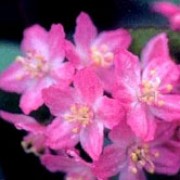 'Rosealind' is a mid-sized, deciduous shrub with dark-green leaves.  It bears clusters of deep rose-pink flowers in spring and summer. Deutzia x elegantissima 'Rosealind' added by Shoot)