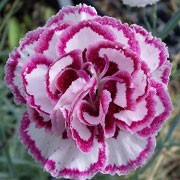 'Grans Favourite' is a compact perennial with clove scented white blooms with pink lacing in summer. Dianthus 'Grans Favourite' added by Shoot)