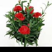 'Sunflor Campari' is an evergreen perennial with grey-green foliage and red, double flowers in summer. Dianthus 'Sunflor Campari' added by Shoot)