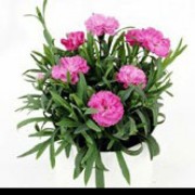 'Sunflor Surprise' is an evergreen perennial with grey-green foliage and soft-pink, double flowers in summer.
 Dianthus 'Sunflor Surprise' added by Shoot)