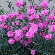 'Tickled Pink' is an evergreen perennial with an erect habit. Its narrow leaves are greyish-green. In summer it bears scented, double, rose-pink flowers whose petals are dark-pink at the base. Dianthus 'Tickled Pink' added by Shoot)