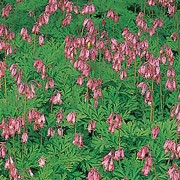 'Stuart Boothman' is a perennial with a compact, arching habit.  Its finely divided foliage is grey-green.  In late spring and summer it bears arching sprays of deep-pink flowers. Dicentra 'Stuart Boothman' added by Shoot)