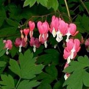Dicentra spectabilis added by Shoot)