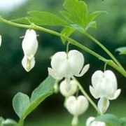 'Alba' is a perennial with divided, light green foliage and arching sprays of pure white, heart-shaped flowers.
 Dicentra spectabilis 'Alba' added by Shoot)
