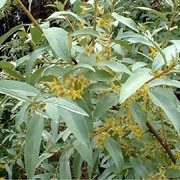 'Quicksilver' is a large, spiny, deciduous shrub with silver-grey leaves.  It bears small, fragrant creamy-yellow flowers in summer followed by yellow fruits in autumn. Elaeagnus 'Quicksilver' added by Shoot)