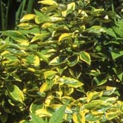 'Gilt Edge' is a medium evergreen shrub with broad ovate leaves edged in yellow. Small, fragrant, silvery flowers are sometimes followed by orange berries. Elaeagnus x ebbingei 'Gilt Edge' added by Shoot)