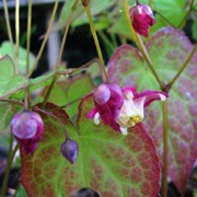 'Rose Queen' is a perennial with a clump-forming habit.  Its green leaves are bronze when young.  In spring it bears sprays of rose-pink and white flowers.
 Epimedium grandiflorum 'Rose Queen' added by Shoot)