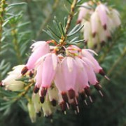 'Pink Spangles' is a prostrate, dwarf, evergreen shrub with mid-green foliage.  It bears light rose-pink flowers in late winter and early spring. Erica carnea 'Pink Spangles' added by Shoot)