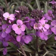 'Bowles' Mauve' is a bushy evergreen with narrow, grey-green leaves and erect racemes of purple flowers. Erysimum 'Bowles' Mauve' added by Shoot)