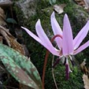 Erythronium dens-canis added by Shoot)