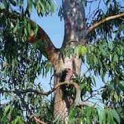 Eucalyptus dalrympleana added by Shoot)