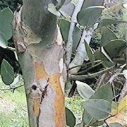 subsp. niphophila is a small, evergreen, tree with grey-green leaves which become longer and narrower with age.  It has a flaking, cream, grey and green patched bark. It bears small, white flowers in summer. Eucalyptus pauciflora subsp. niphophila added by Shoot)