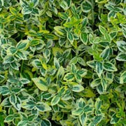 'Emerald 'n' Gold' is a spreading, dwarf evergreen shrub , with broad yellow-edged leaves, tinged pink during the winter months. Sometimes it produces a few small, inconspicuous greenish flowers. Euonymus fortunei 'Emerald' added by Shoot)
