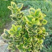 'Ovatus Aureus' is a bushy, mid-sized, evergreen shrub with oval, broad yellow margined yellow-green leaves which are bright golden-yellow when young.  It bears  small greenish flowers in summer sometimes followed by pink fruits in autumn. Euonymus japonicus 'Ovatus Aureus' added by Shoot)